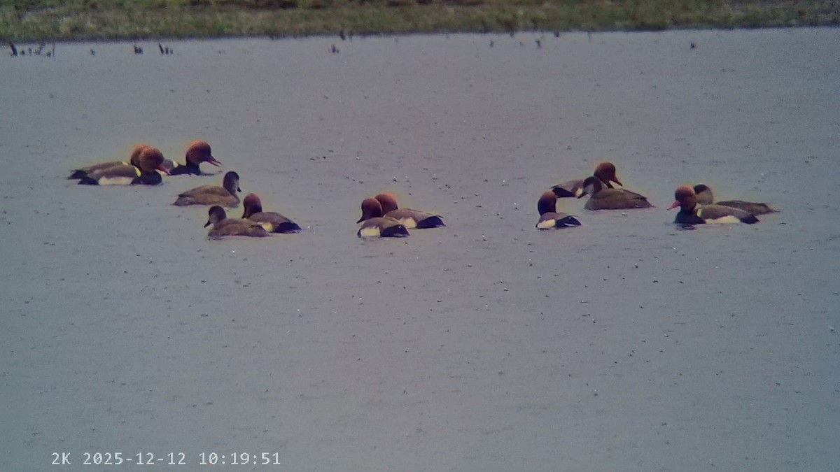 Red-crested Pochard - ML646796046