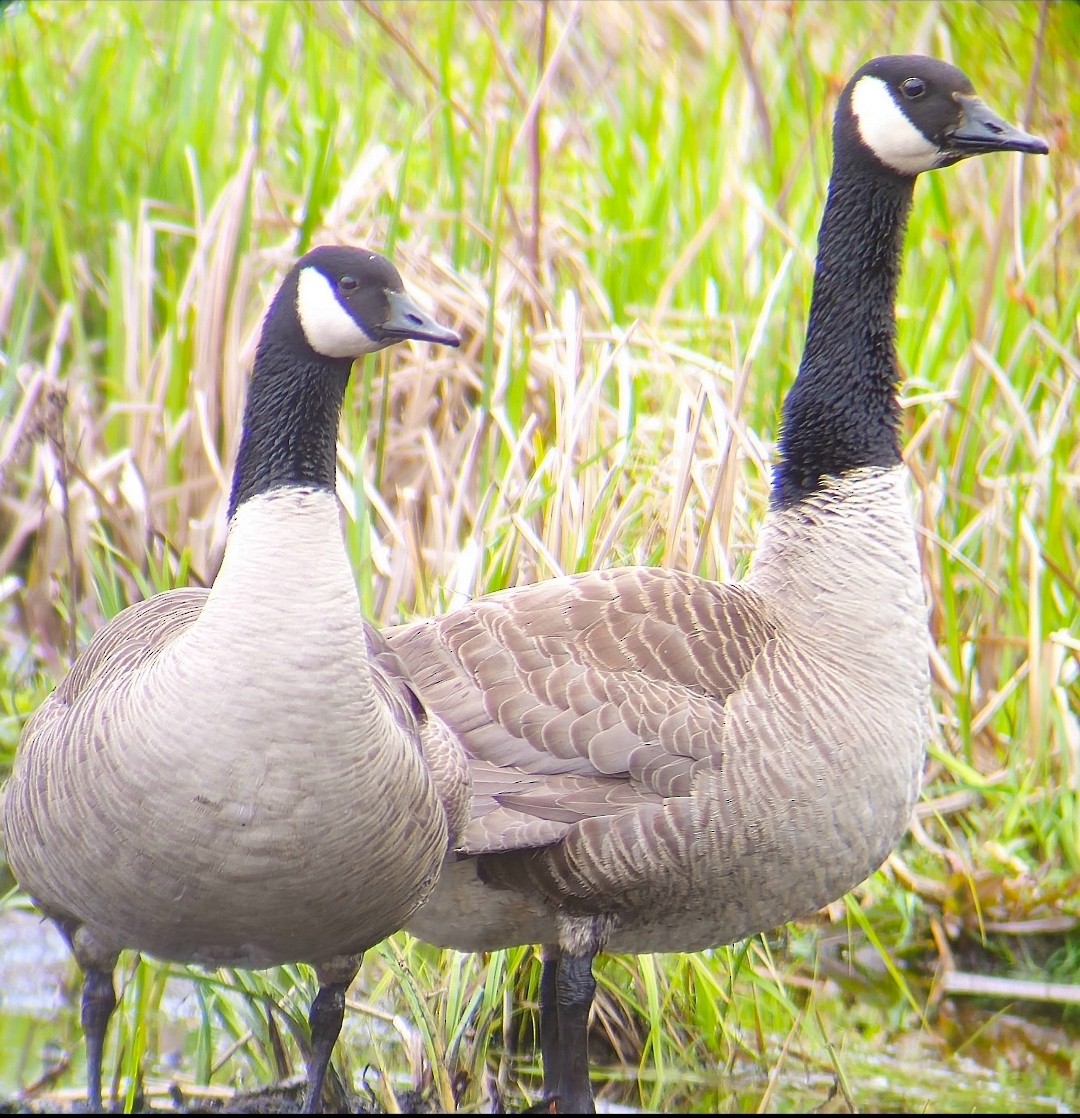 Branta kanadar handia - ML646796047