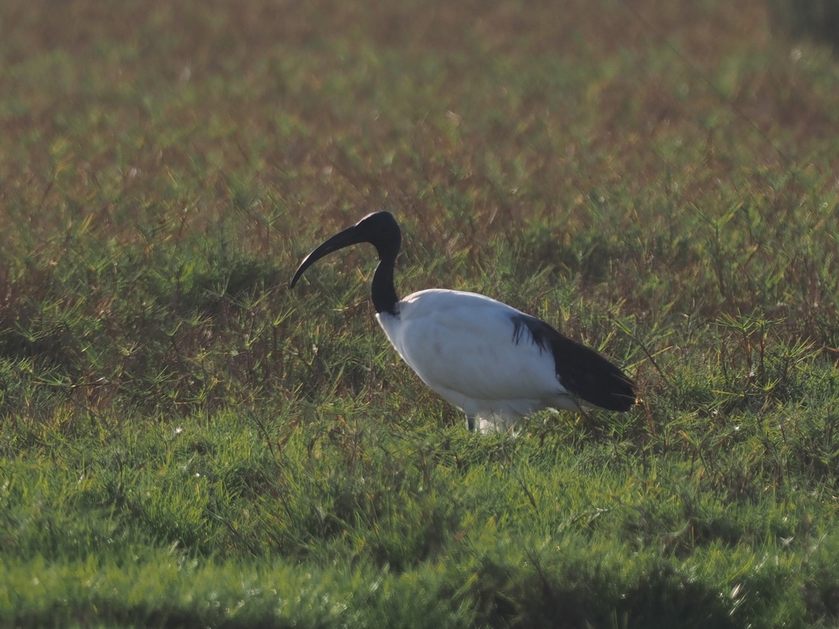 African Sacred Ibis - ML646796049