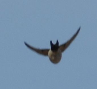 Рыжепоясничная ласточка - ML646796050