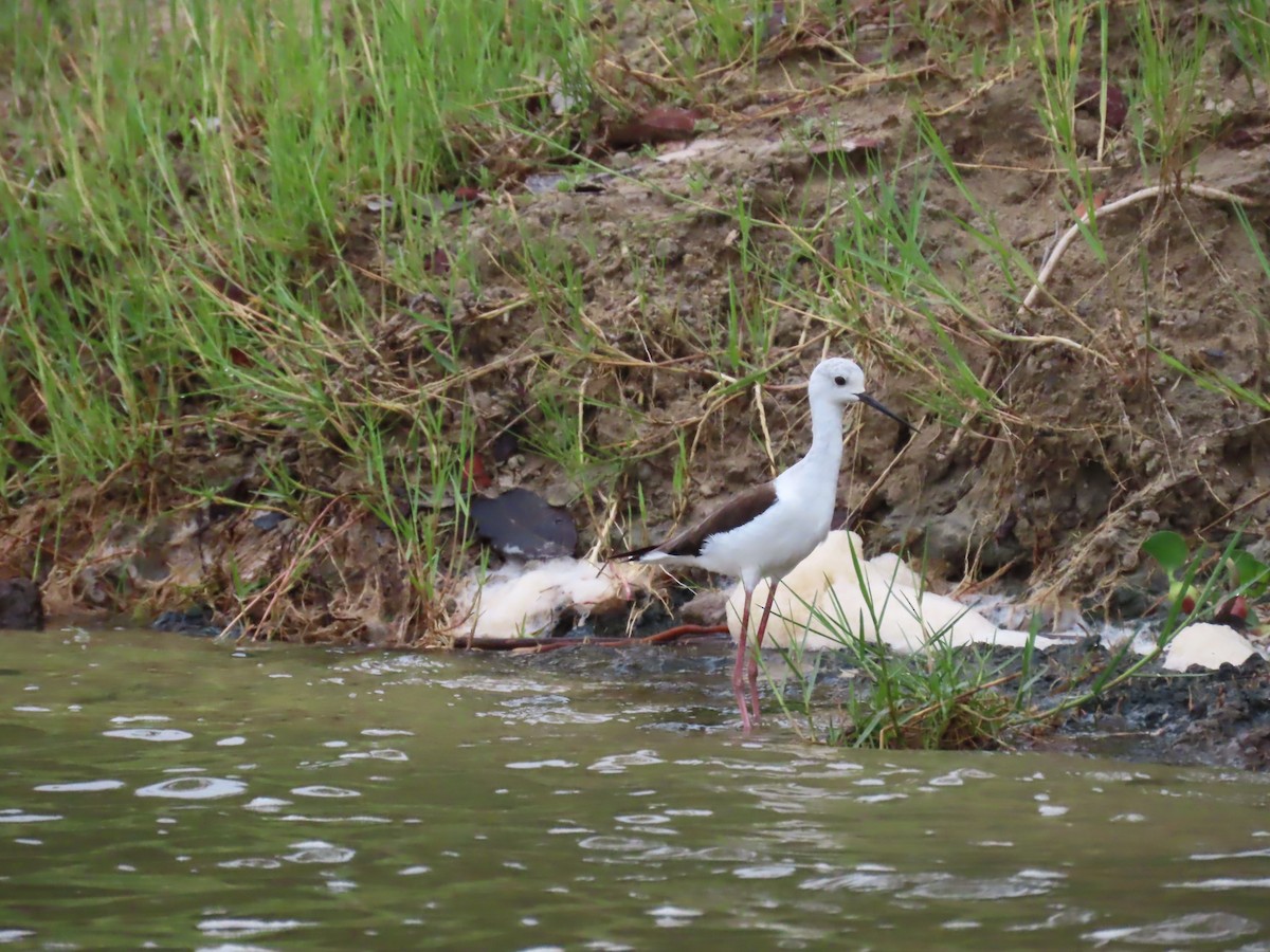 Black-winged Stilt - ML646796051