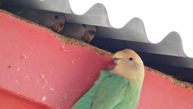 Agapornis musuarrosa - ML646796057