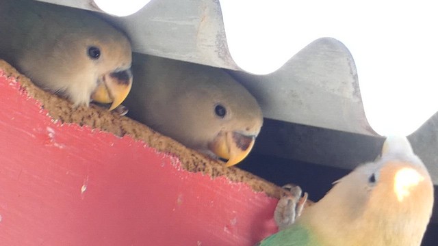 Agapornis musuarrosa - ML646796058