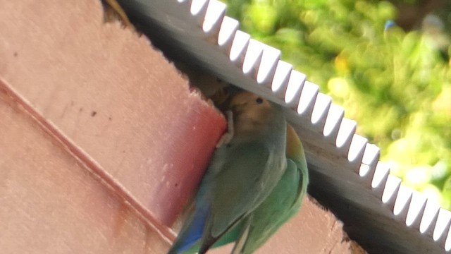 Agapornis musuarrosa - ML646796059