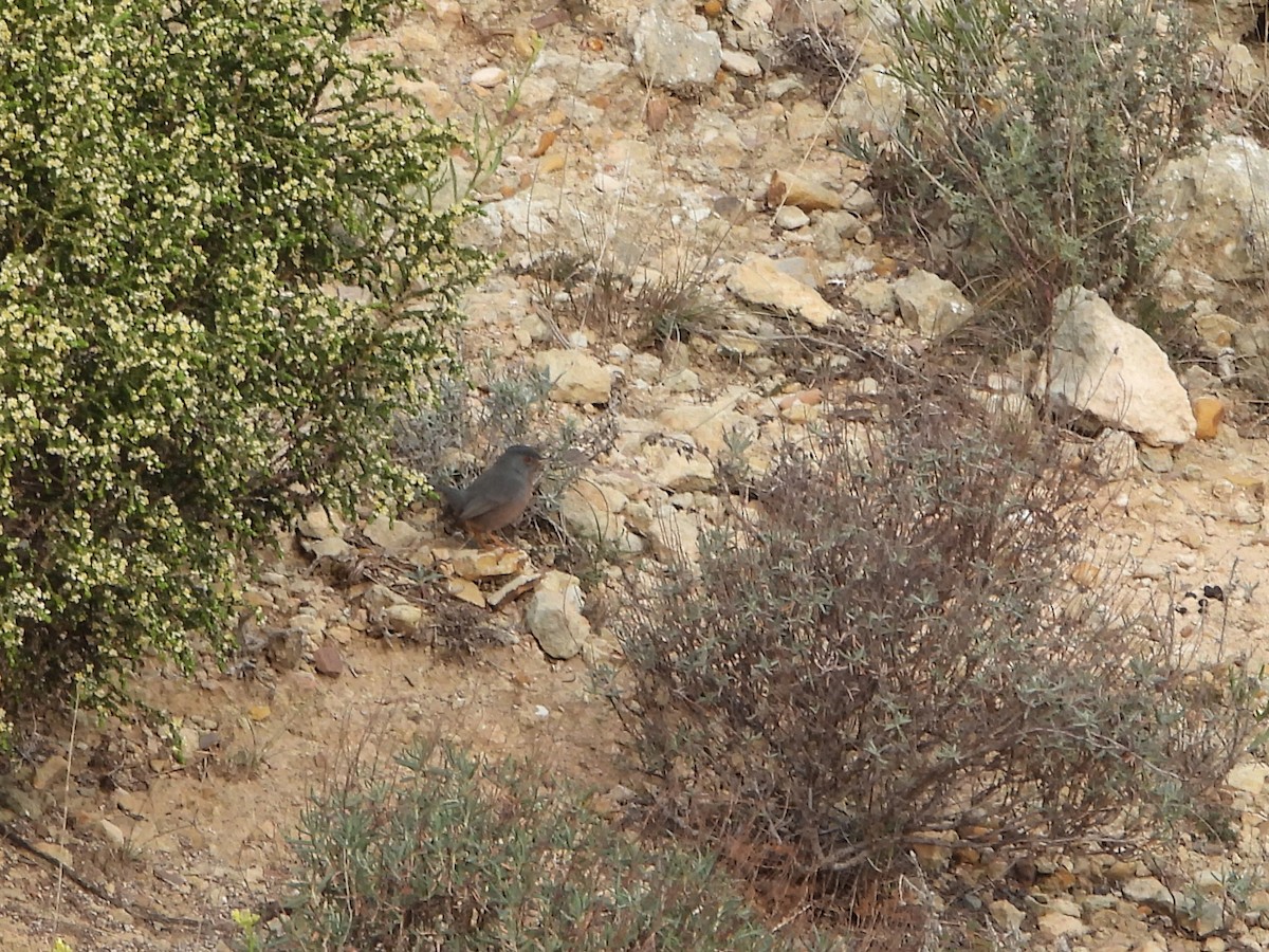 Funda Ötleğeni - ML646796060