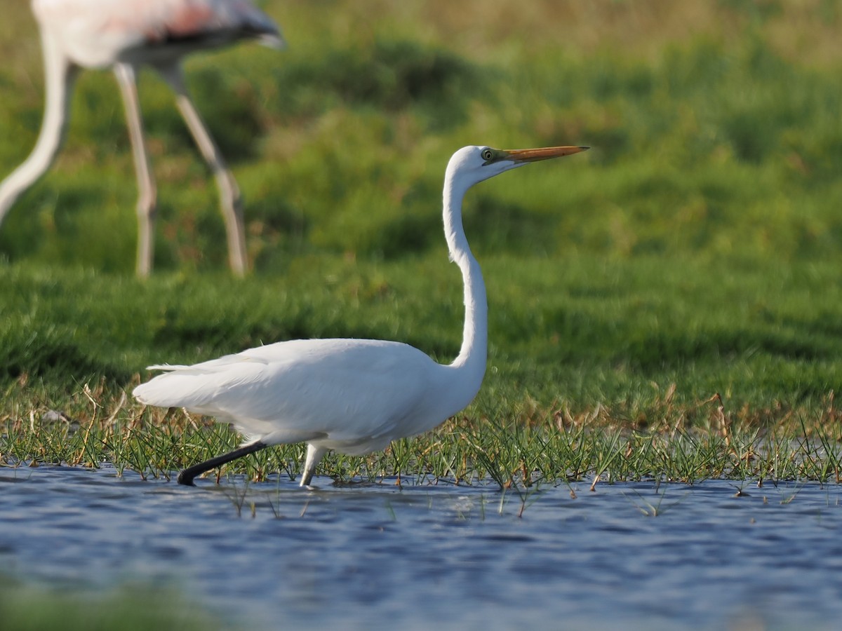 ダイサギ - ML646796062