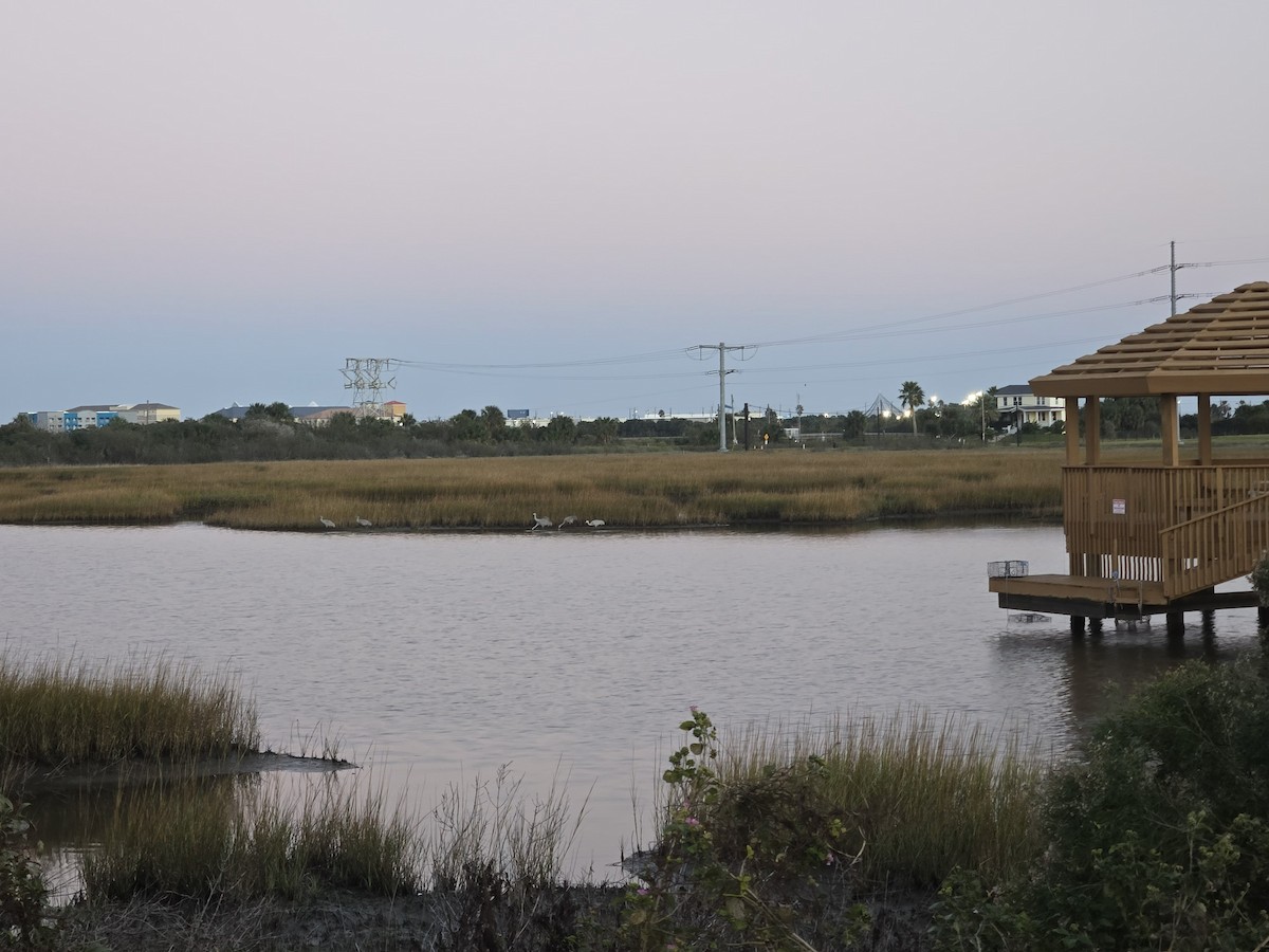 Орог тогоруу - ML646796066