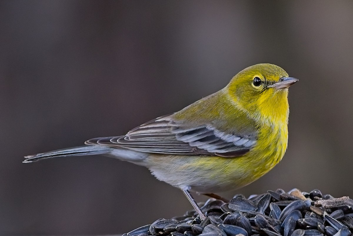 Pine Warbler - ML646796070