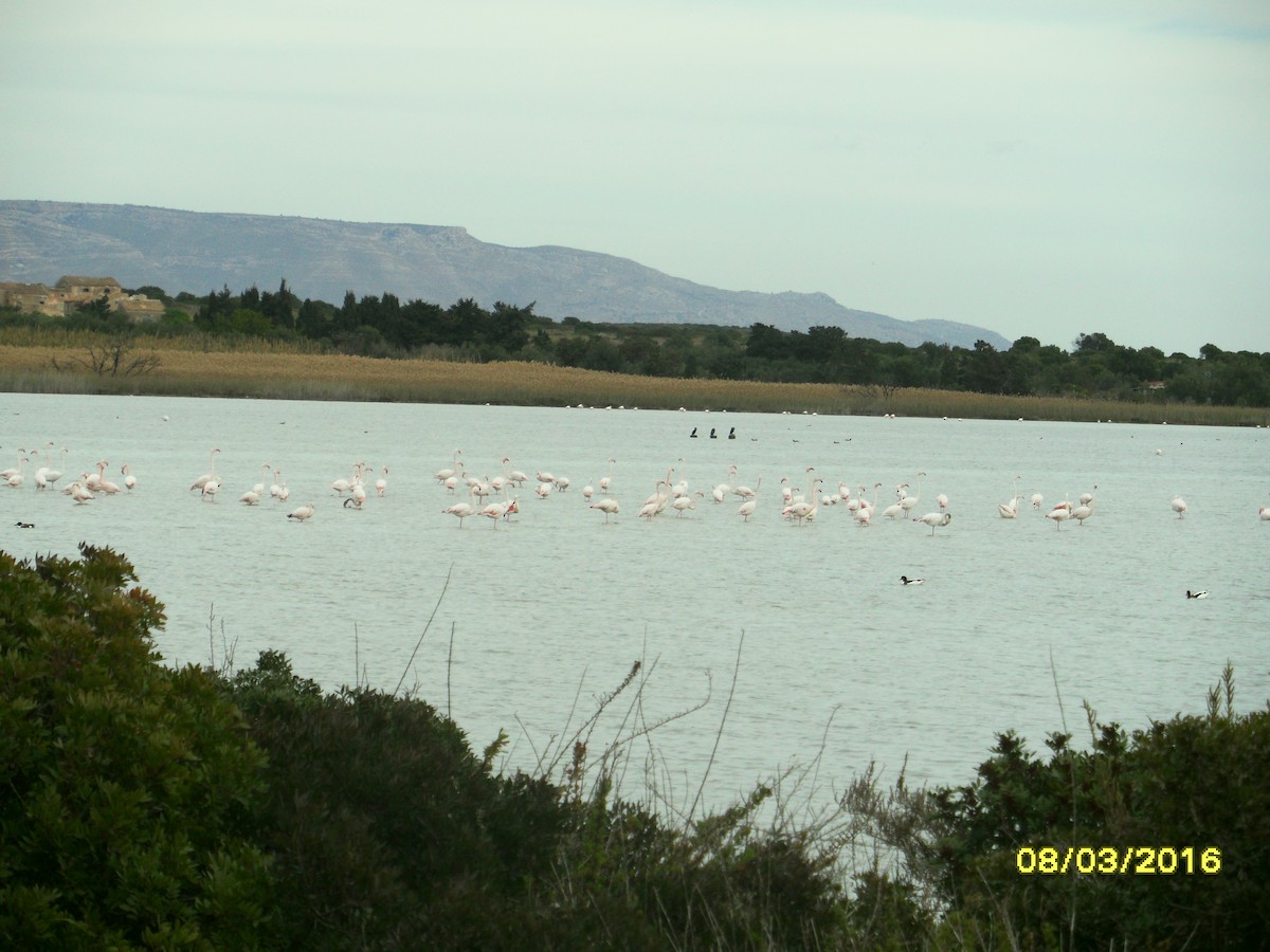 Фламінго рожевокрилий - ML646796071