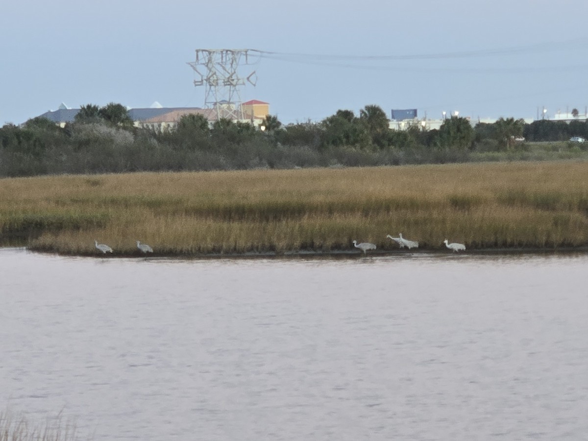 Орог тогоруу - ML646796072