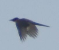 Iberian Magpie - ML646796079