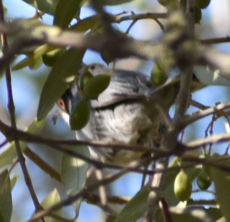Sardinian Warbler - ML646796084