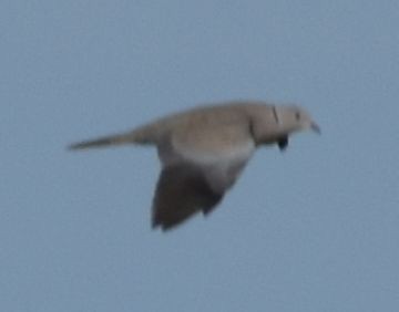 Буулгат хүүрзгэнэ - ML646796088