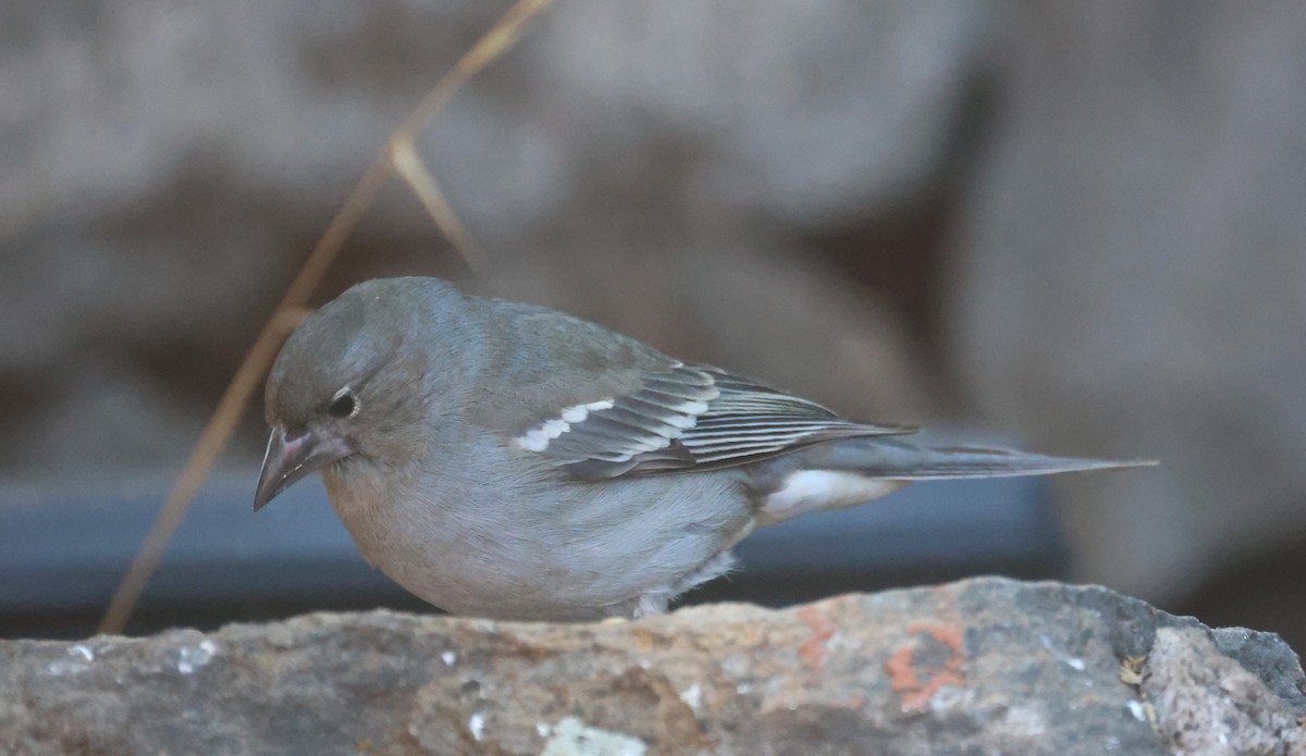 Pinson bleu - ML646796089