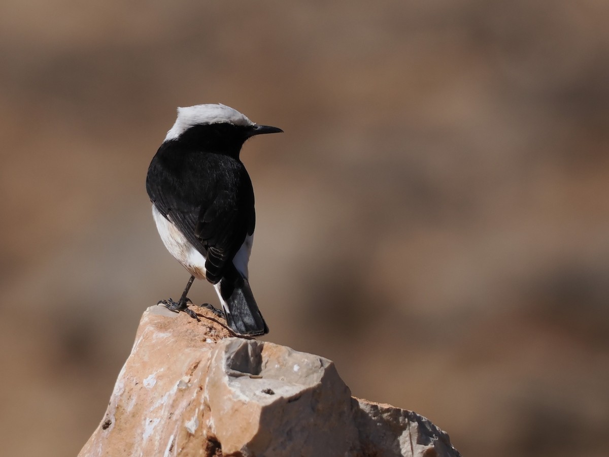 アラビアサバクヒタキ - ML646796090