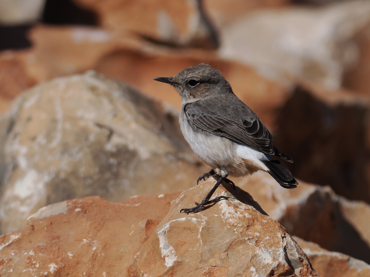 アラビアサバクヒタキ - ML646796091