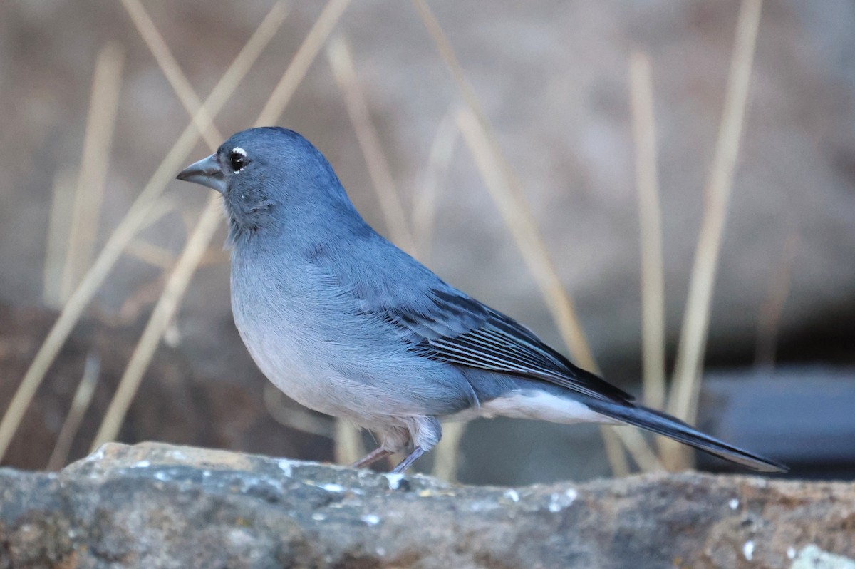 Pinson bleu - ML646796097