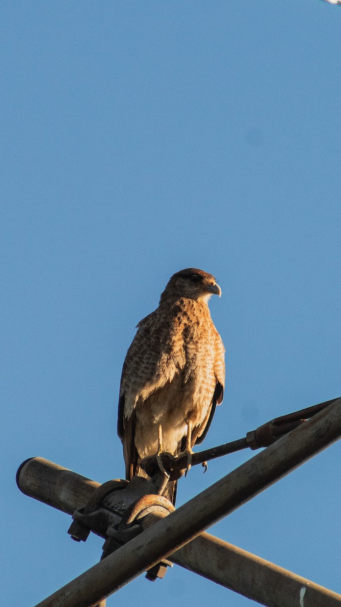 Chimango Caracara - ML646796099
