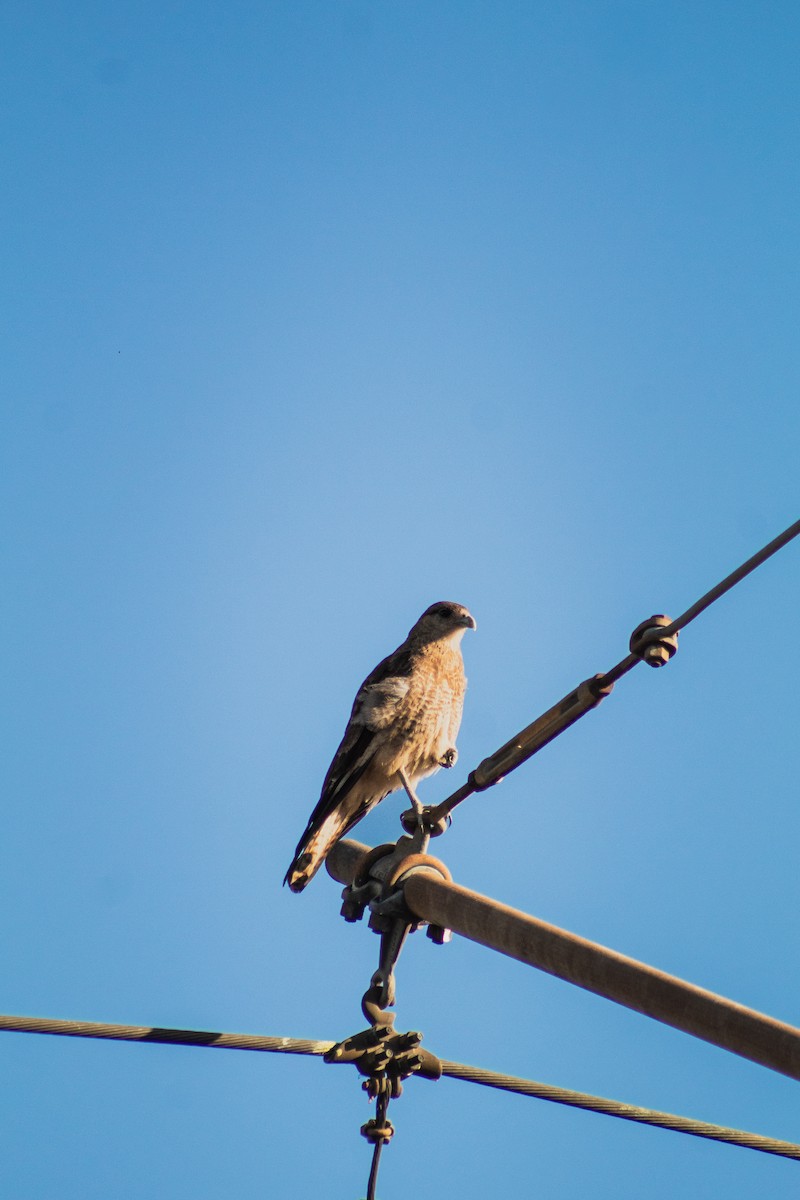Chimango Caracara - ML646796101