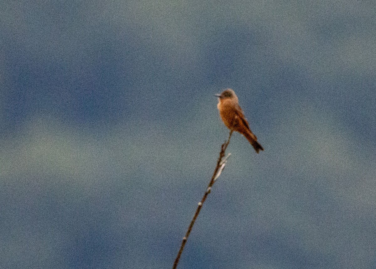 Cliff Flycatcher - ML646796102