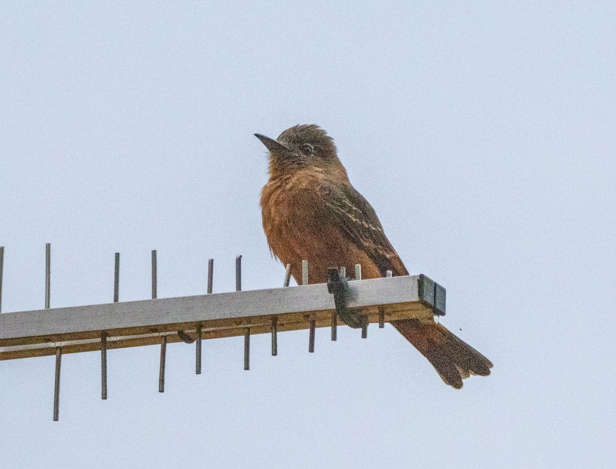 Cliff Flycatcher - ML646796103