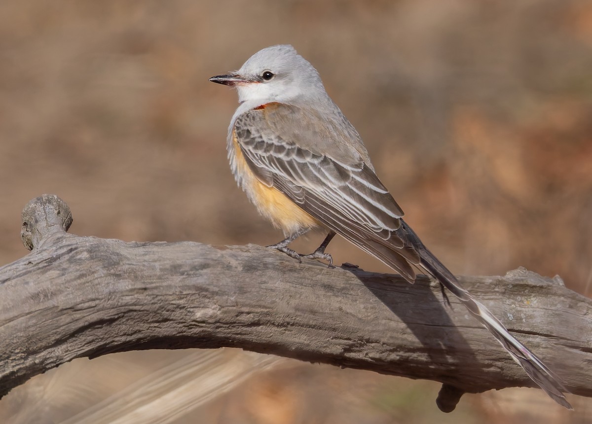 Scissor-tailed Flycatcher - ML646796109
