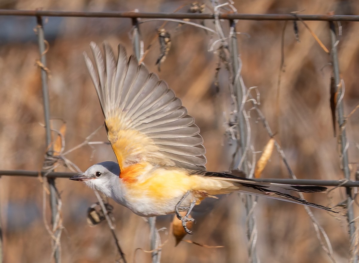 Scissor-tailed Flycatcher - ML646796110