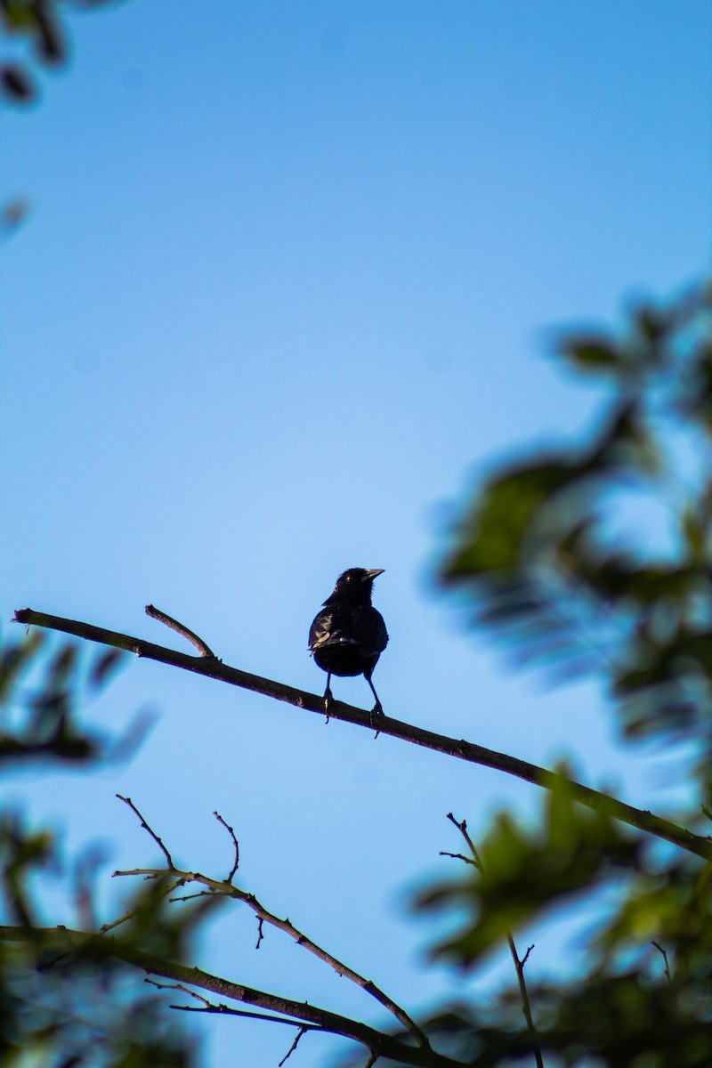 Austral Blackbird - ML646796114