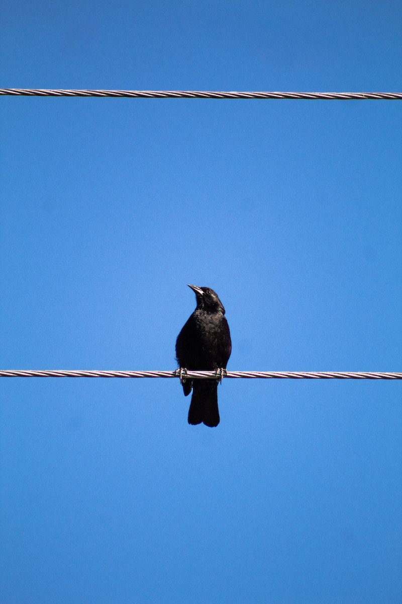 Austral Blackbird - ML646796115