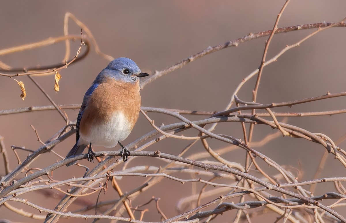 Azulejo Oriental - ML646796117
