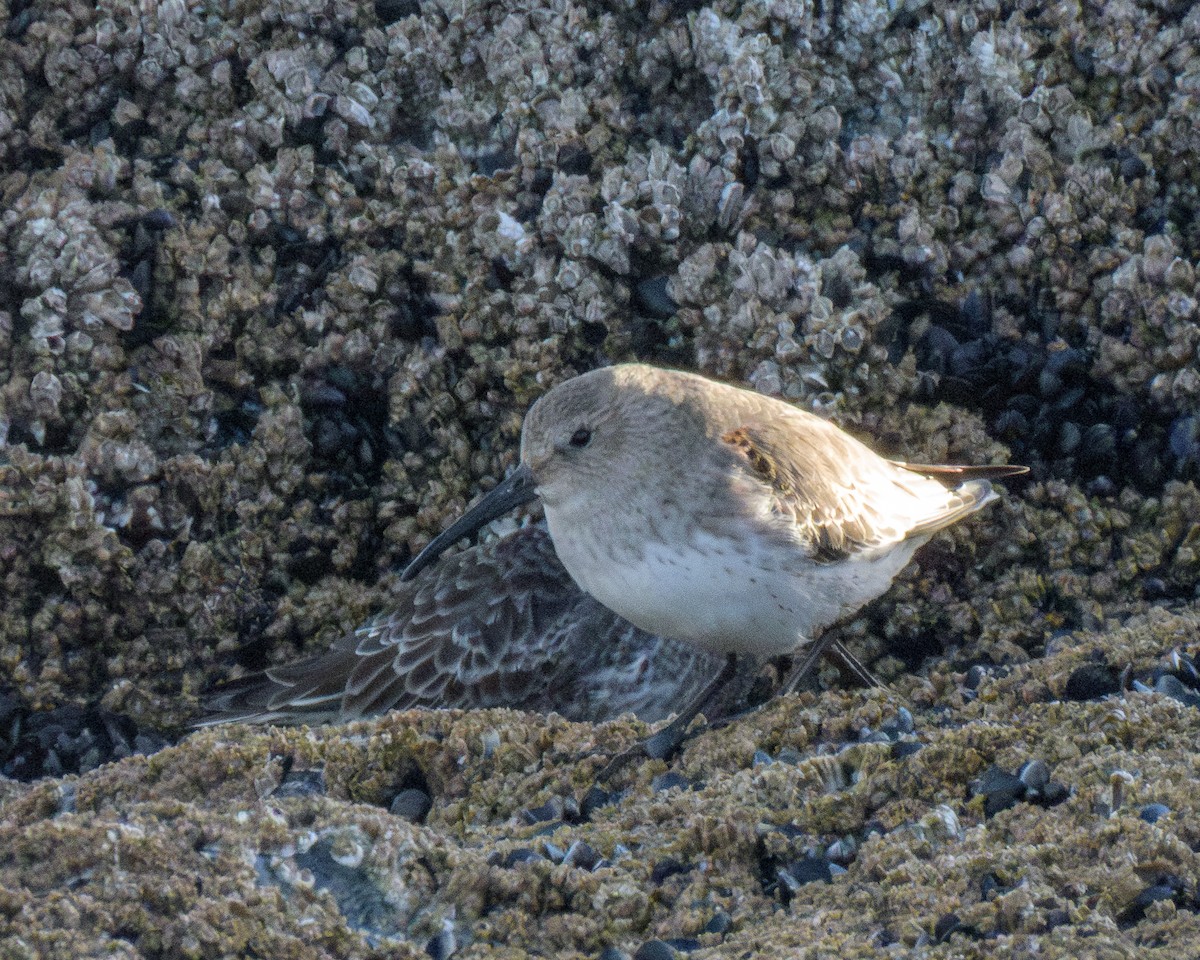 Чернозобик - ML646796122