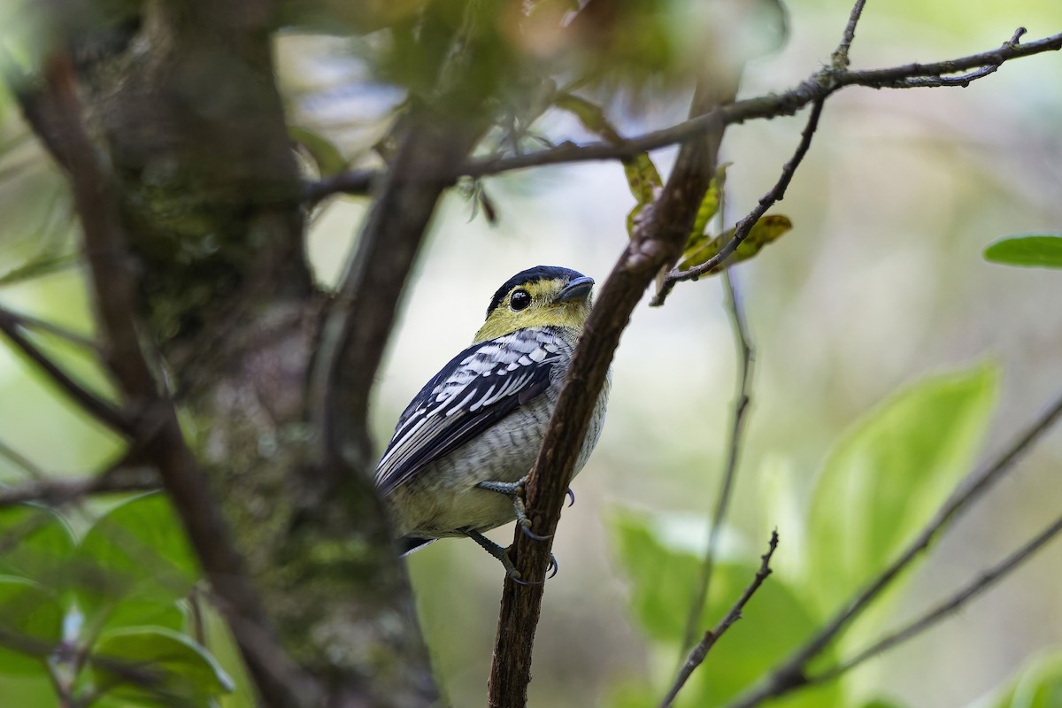 Barred Becard - ML646796126