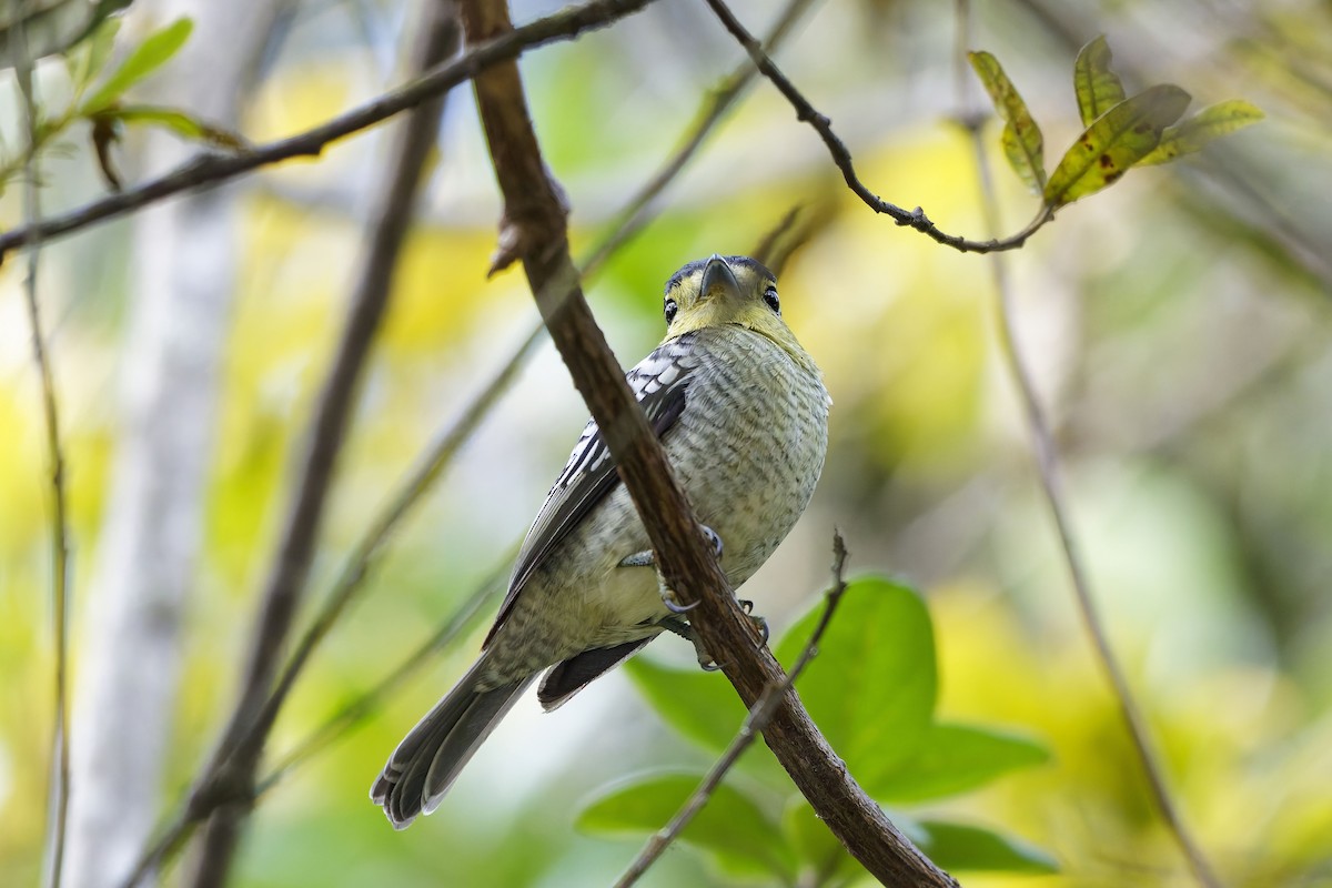 Barred Becard - ML646796127