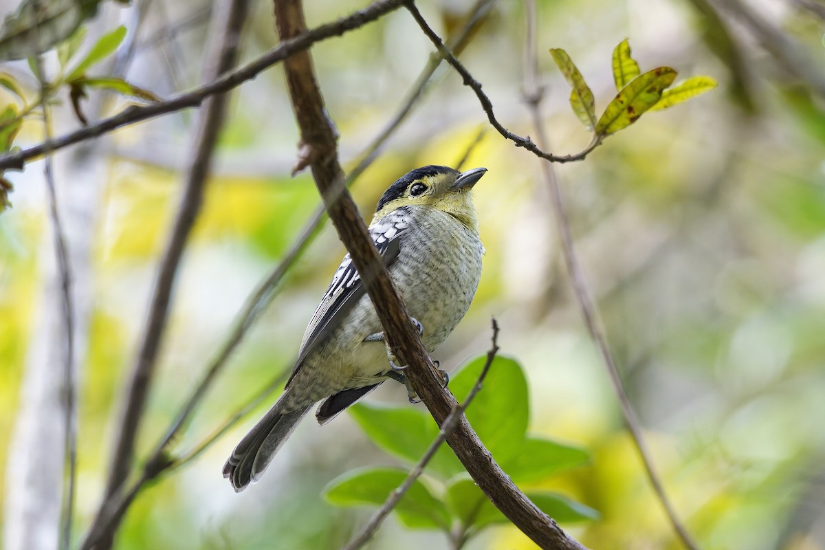 Barred Becard - ML646796128