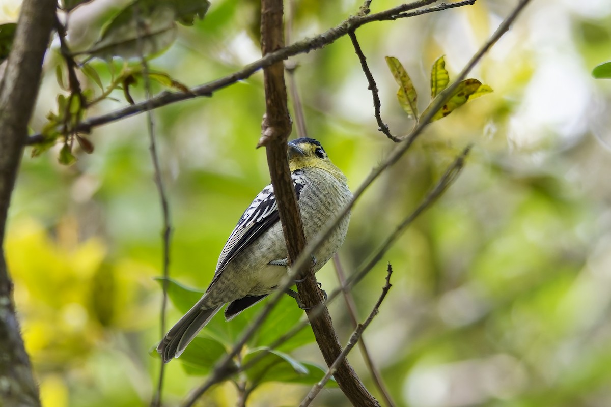 Barred Becard - ML646796129