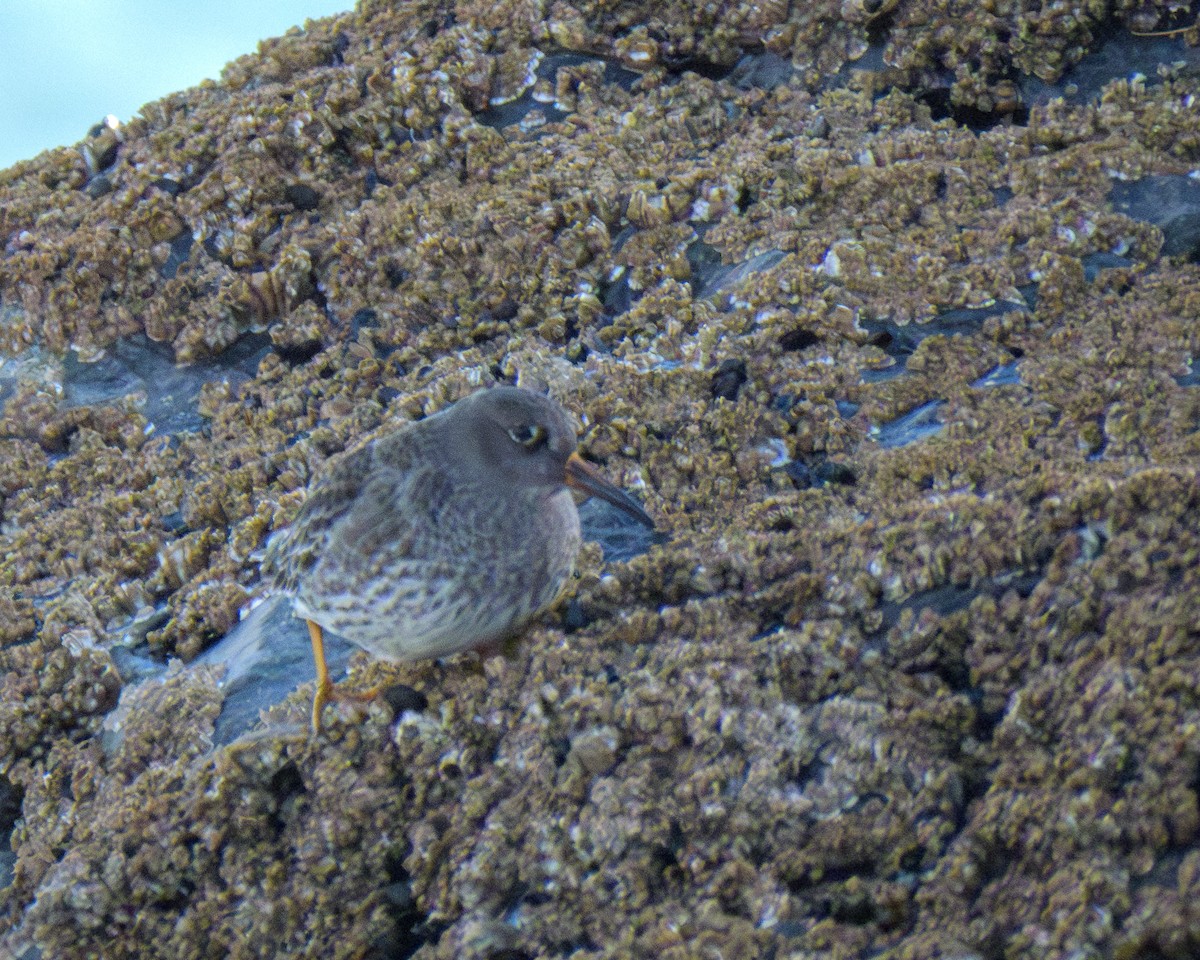 Морской песочник - ML646796131