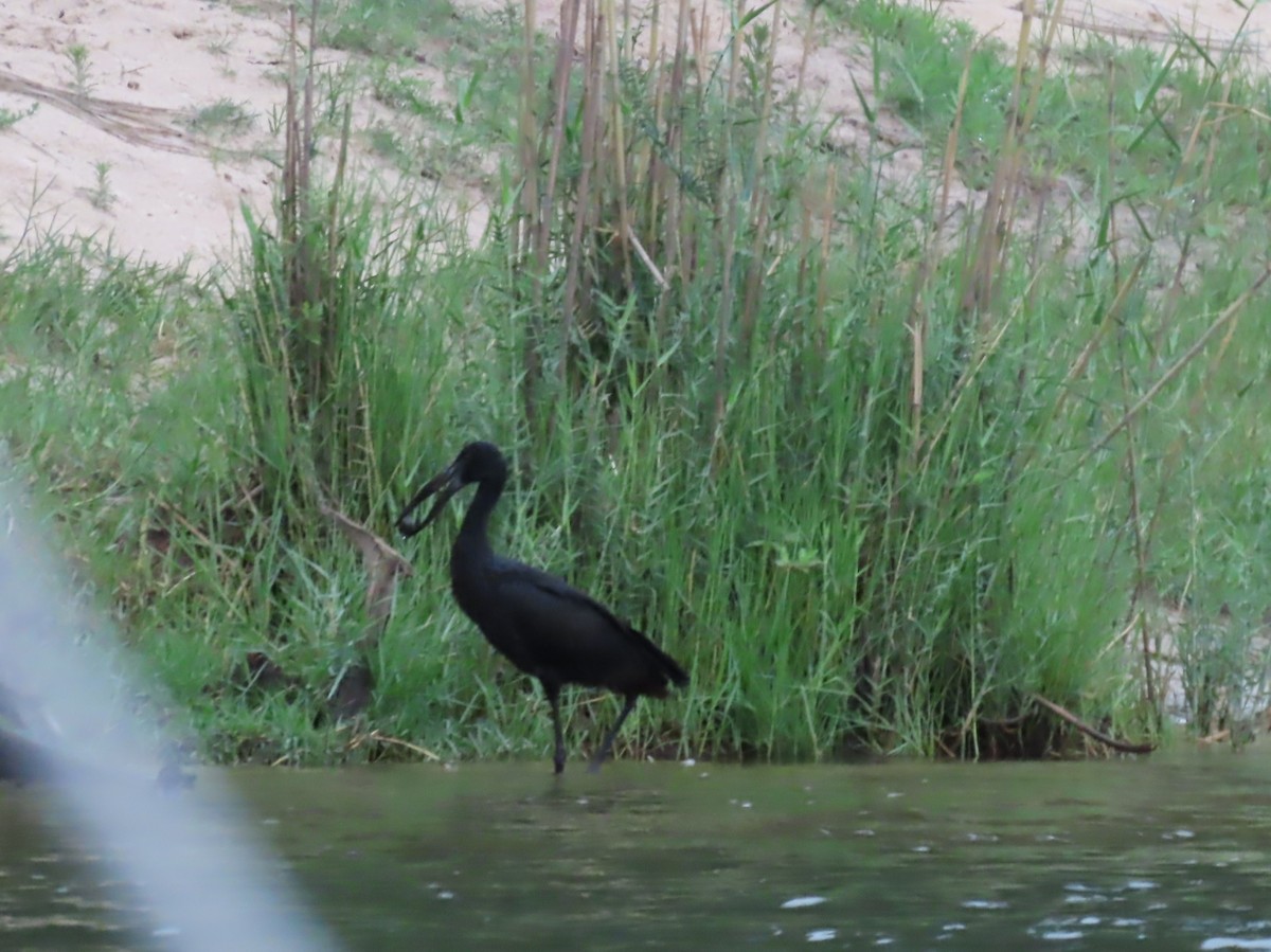 クロスキハシコウ - ML646796132