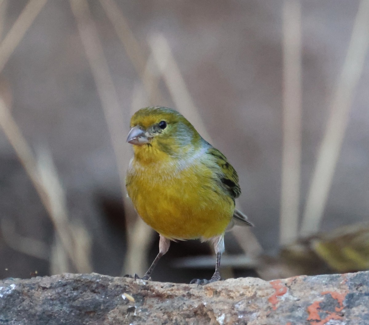 Serin des Canaries - ML646796134