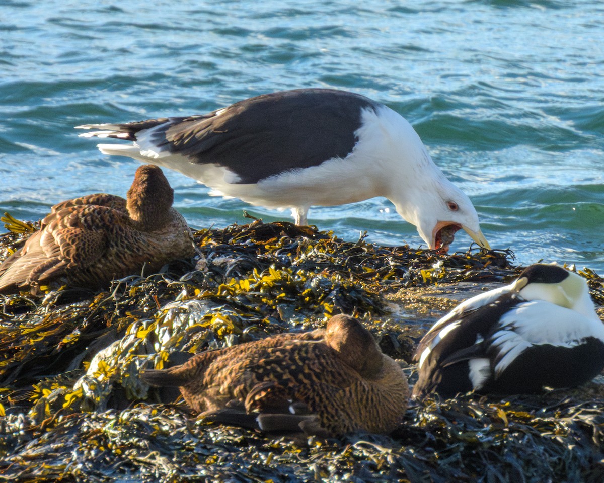 Great Black-backed Gull - ML646796139