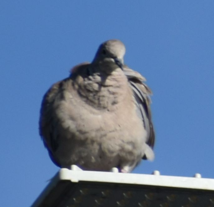 Буулгат хүүрзгэнэ - ML646796143