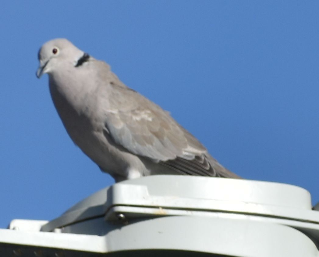 Буулгат хүүрзгэнэ - ML646796144