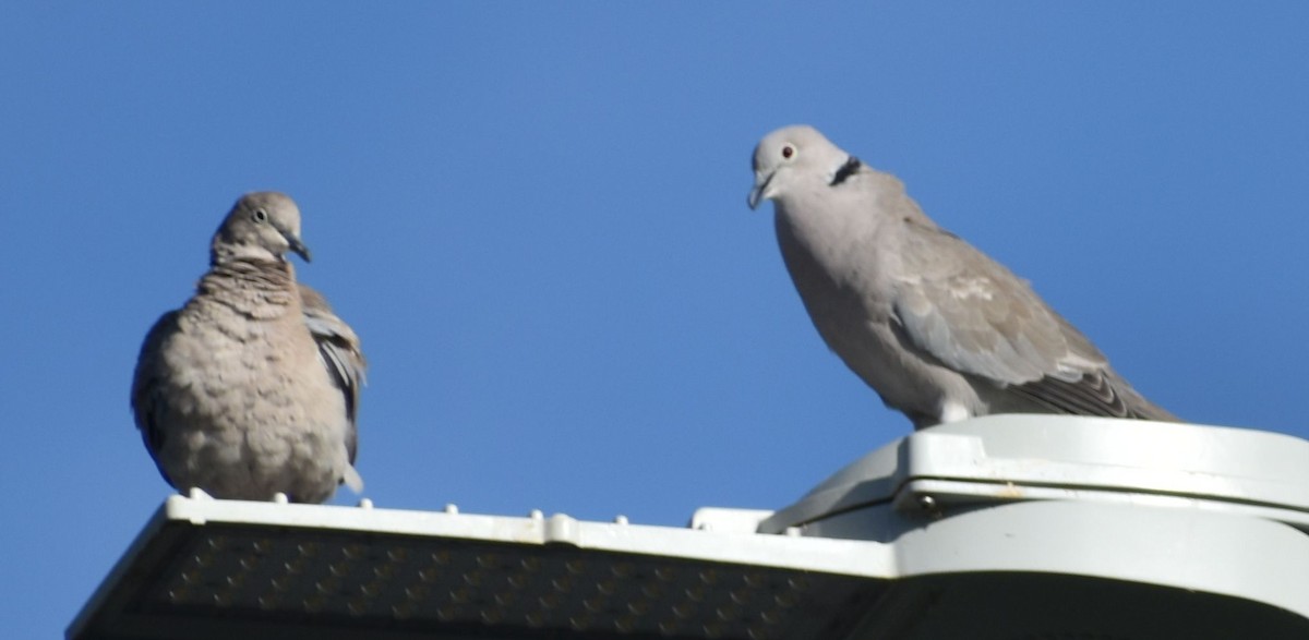 Буулгат хүүрзгэнэ - ML646796145