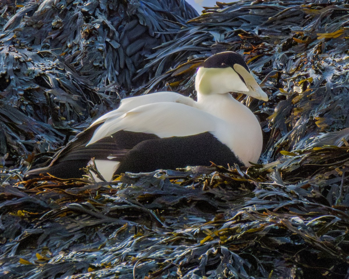 Гага - ML646796150