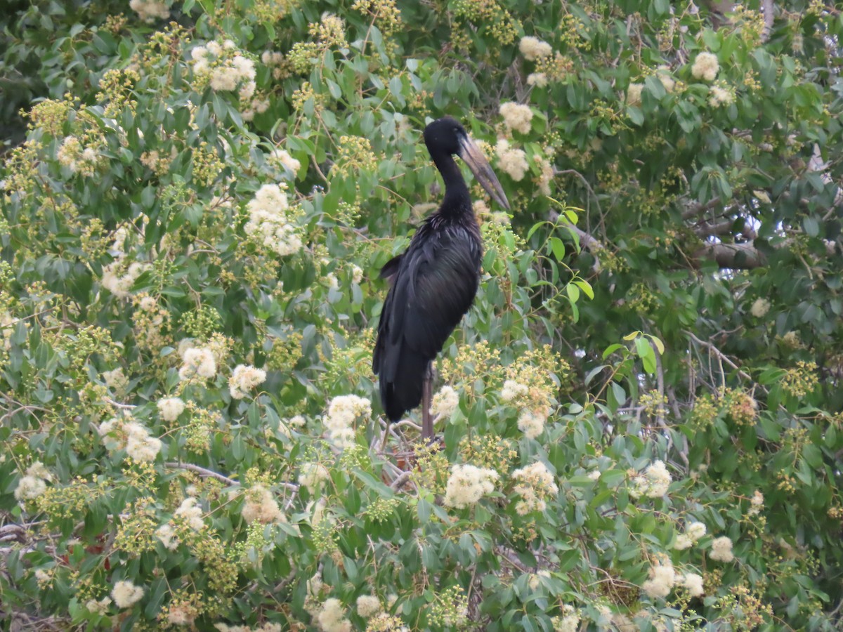 クロスキハシコウ - ML646796151