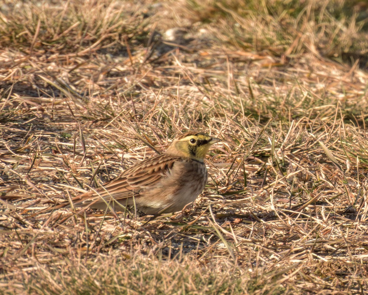Рогатый жаворонок - ML646796156