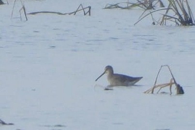 Long-billed Dowitcher - ML646796158