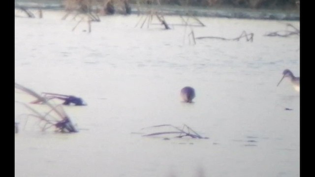 Long-billed Dowitcher - ML646796159