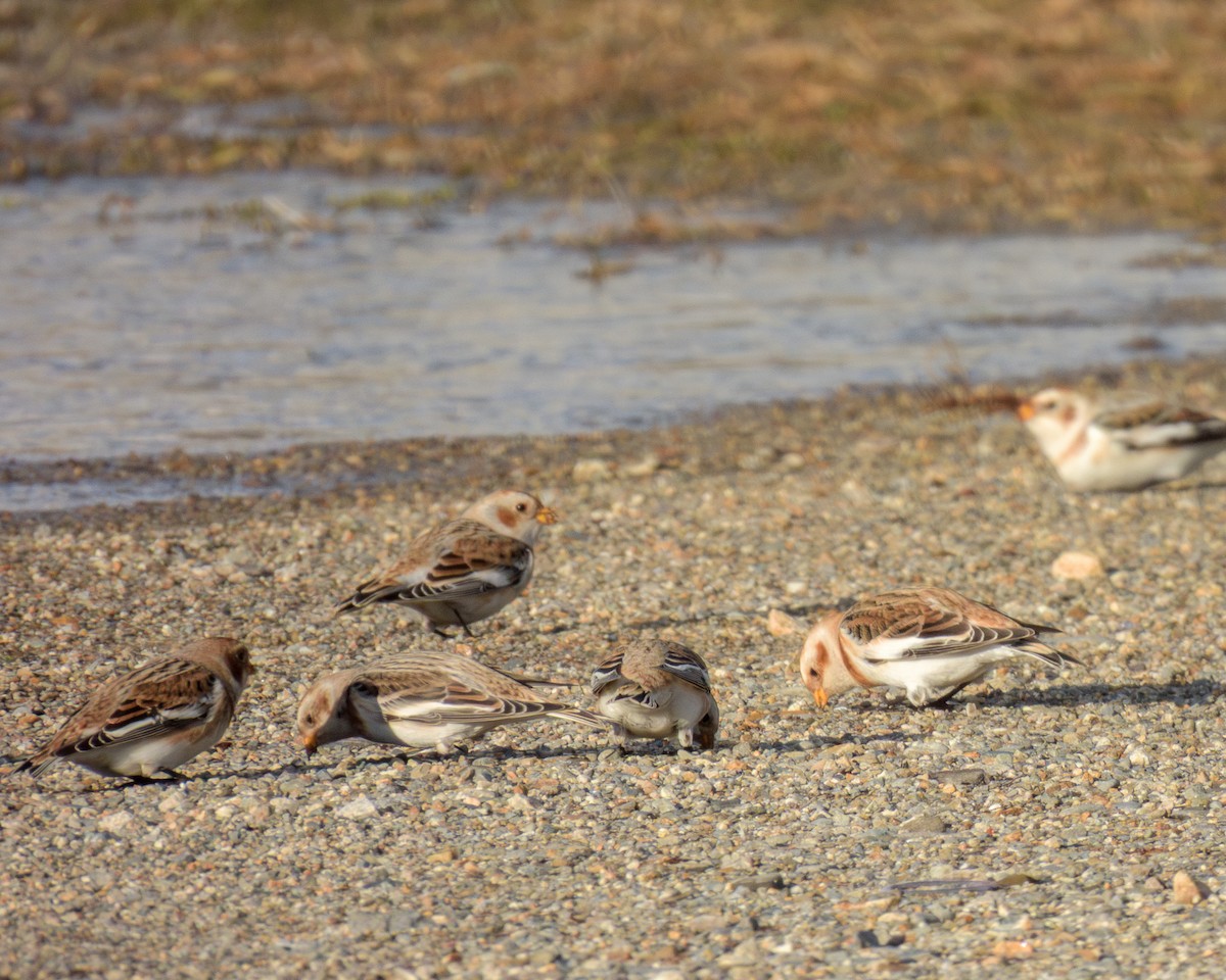 Пуночка - ML646796161