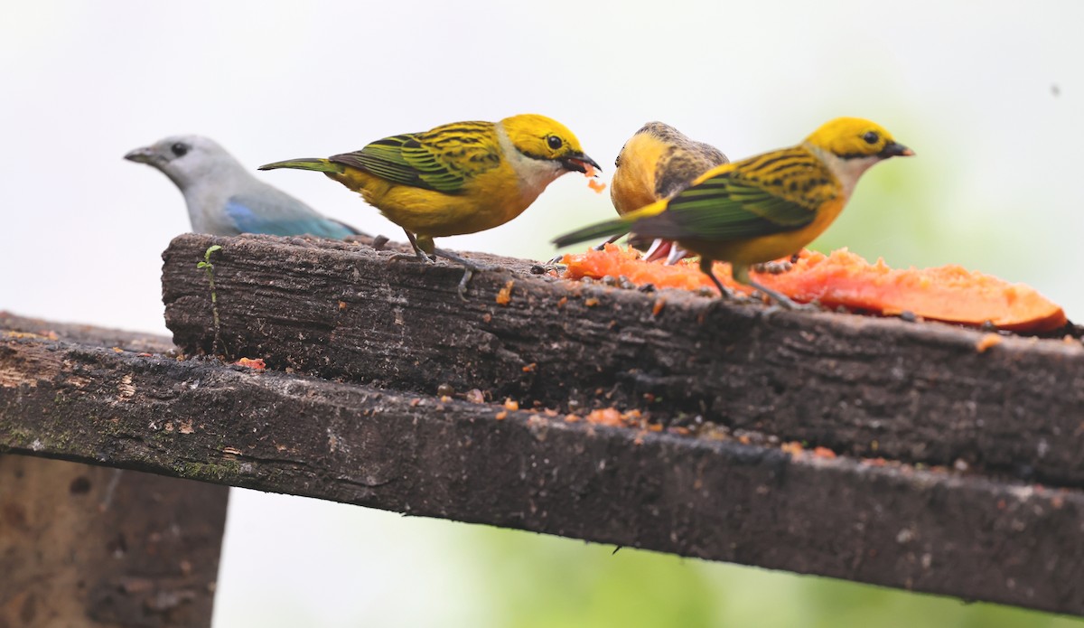 Silver-throated Tanager - ML646796165
