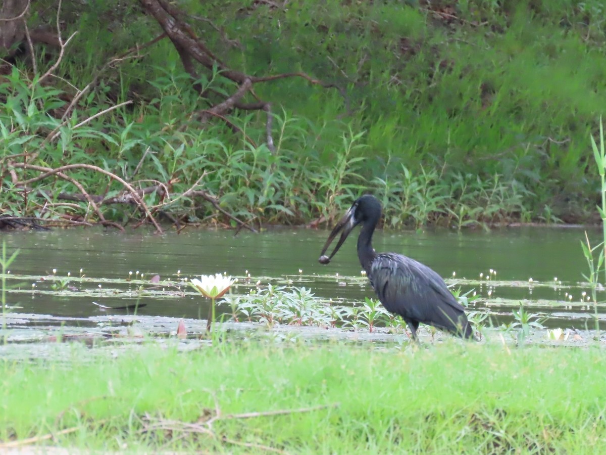 クロスキハシコウ - ML646796166